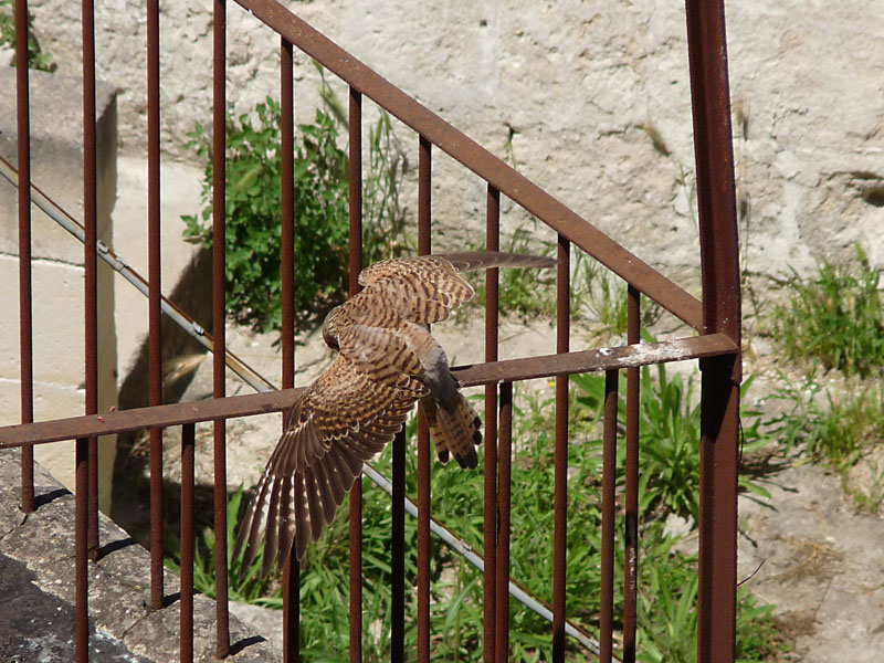 Il Falco Grillaio